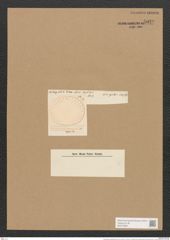 Campylodiscus groenlandicus Cleve. (de-Toni-Nr.: Genus 57, Species 2521) Zeichnungen Sammlung Grunow Nr. 5029 (NHMW-BOT-W0373286)
